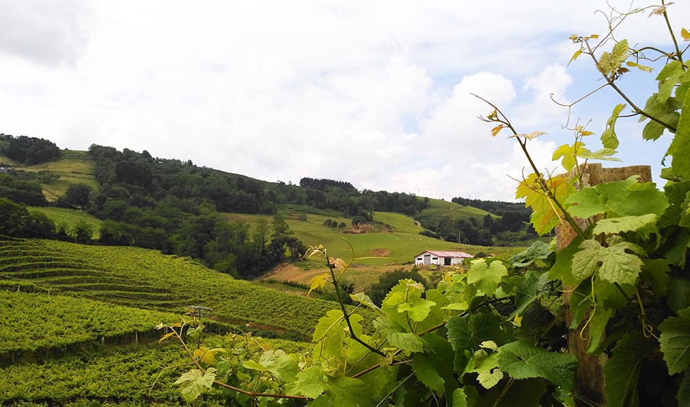 03-Viñedos-Getaria-Amarenak-txakoli-gaintza-historias-que-se-llevan-puestas-made-in-San-Sebastian-basque-design-basque-style-kaiku-wearable-stories-2